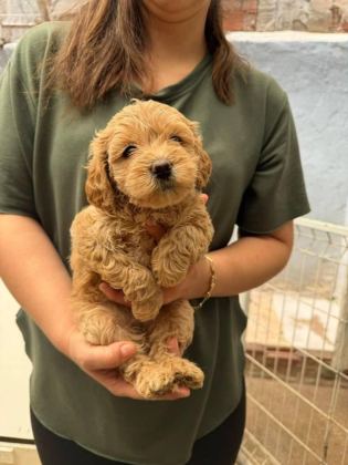 ANATOMİ HARİKASI MALTİPOO YAVRULAR