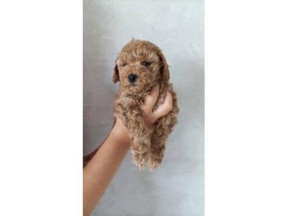 TOY POODLE APRİCOT YAVRULARIMIZ