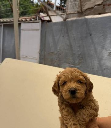 MALTİPOO YAVRULARIMIZ
