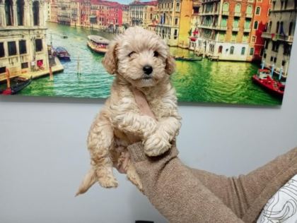 MALTİPOO YAVRULARIMIZ