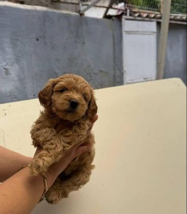 MALTİPOO YAVRULARIMIZ