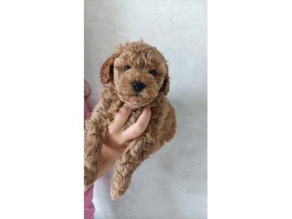 TOY POODLE APRİCOT YAVRULARIMIZ