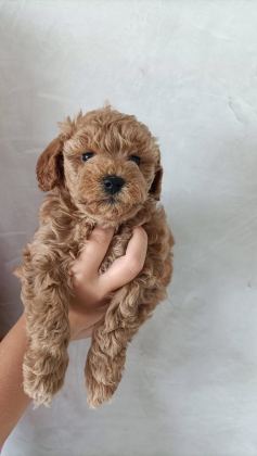 TOY POODLE APRİCOT YAVRULARIMIZ