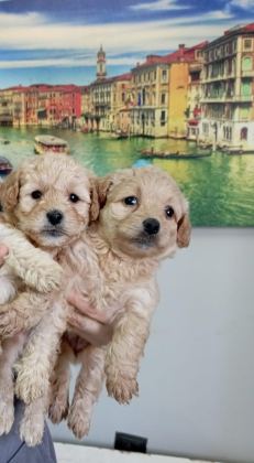 MALTİPOO YAVRULARIMIZ