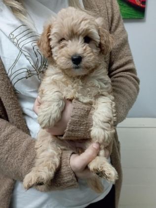 MALTİPOO YAVRULARIMIZ