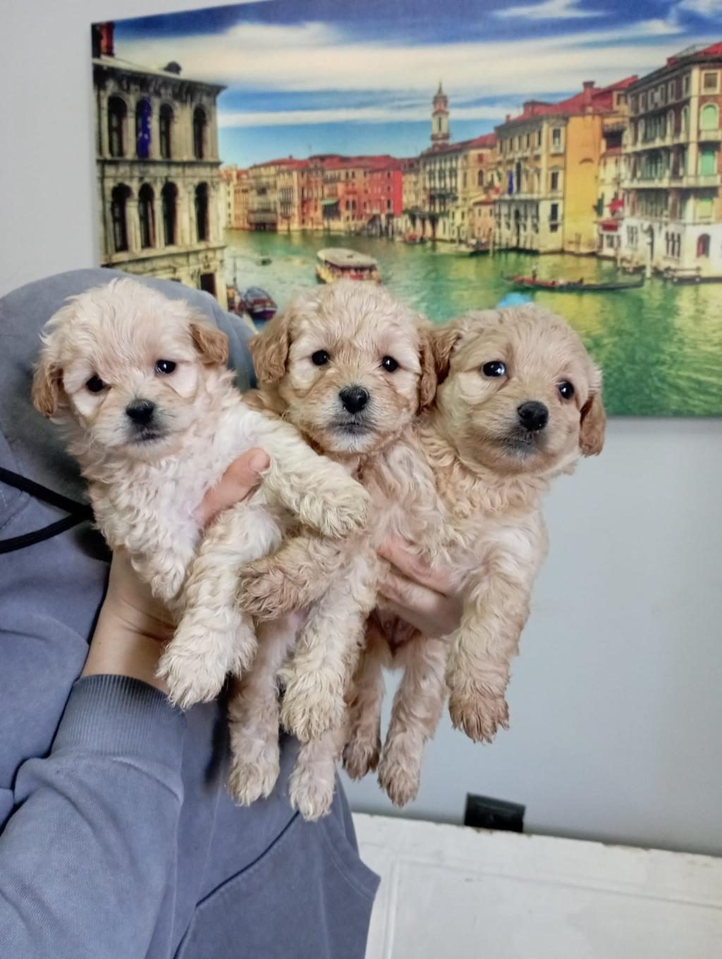 MALTİPOO YAVRULARIMIZ