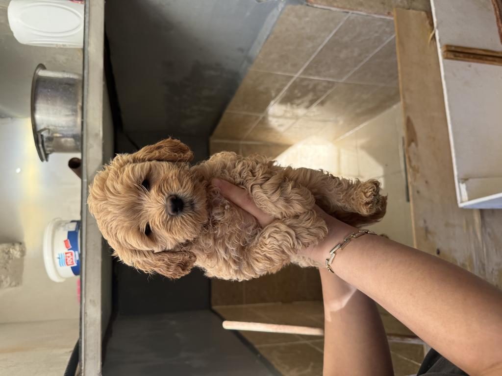 MALTİPOO YAVRULARIMIZ