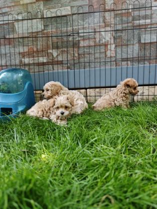 ORİJİNAL MALTİPOO YAVRULAR