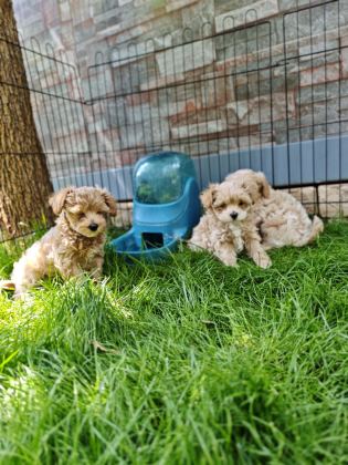 ORİJİNAL MALTİPOO YAVRULAR