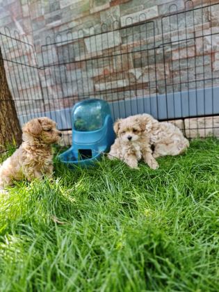 ORİJİNAL MALTİPOO YAVRULAR