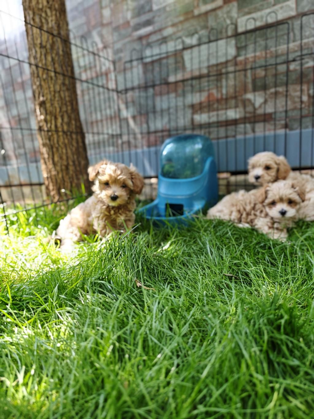 ORİJİNAL MALTİPOO YAVRULAR