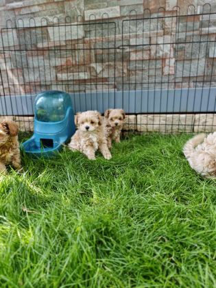 ORİJİNAL MALTİPOO YAVRULAR