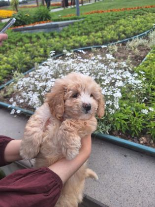 2 AYLIK MALTİPOO
