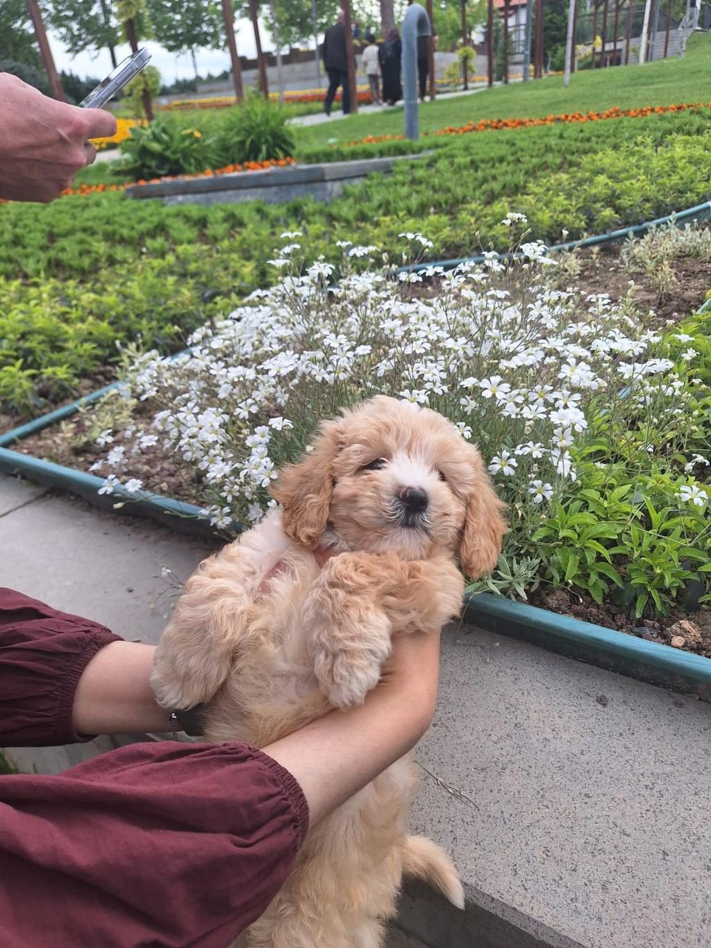 2 AYLIK MALTİPOO
