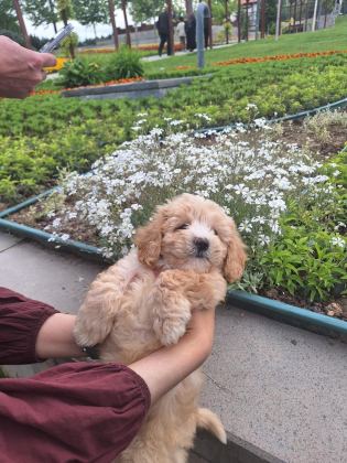 2 AYLIK MALTİPOO