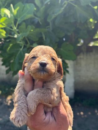 DUNYA TATLISI MALTİPOO MİNİKLER