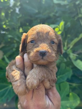 DUNYA TATLISI MALTİPOO MİNİKLER