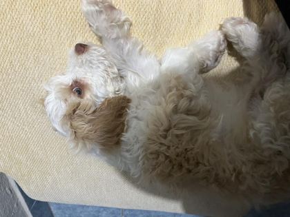 ACİL SICAK YUVA KÖPEĞİMİZE