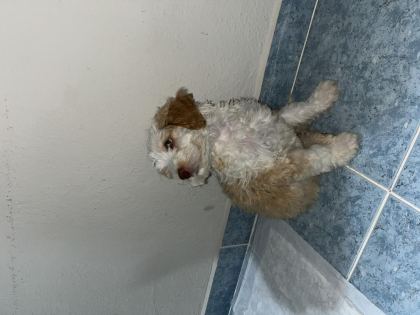ACİL SICAK YUVA KÖPEĞİMİZE
