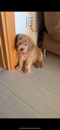 ACİLİYETİ VAR ORJİNAL MALTİPOO YAVRULARI