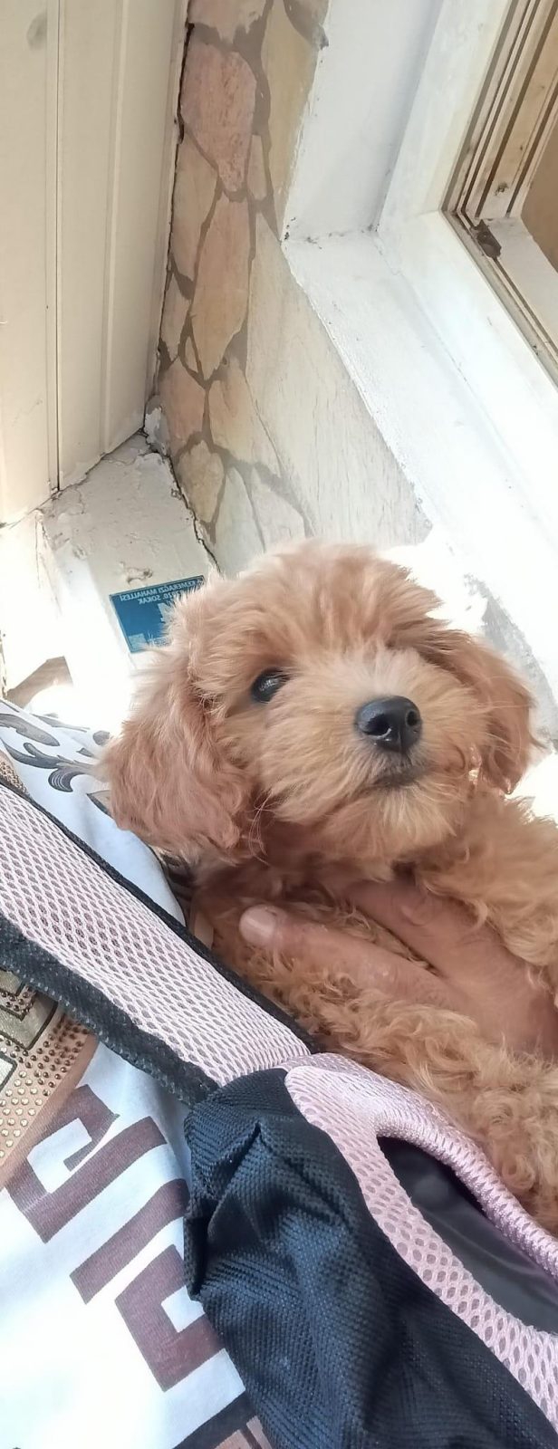 TOY POODLE KÖPEĞİMİZ