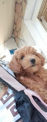 TOY POODLE KÖPEĞİMİZ