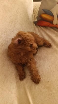 TOY POODLE KÖPEĞİMİZ