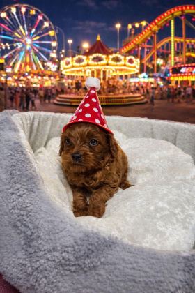 TOY POODLE DİŞİ VE ERKEK YAVRUMUZ