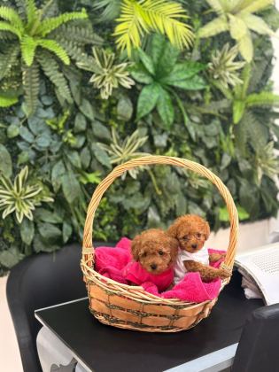 TOY POODLE DİŞİ VE ERKEK YAVRUMUZ