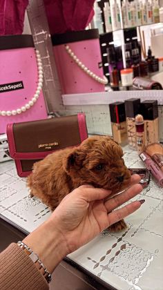TOY POODLE DİŞİ VE ERKEK YAVRUMUZ
