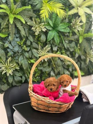 TOY POODLE DİŞİ VE ERKEK YAVRUMUZ