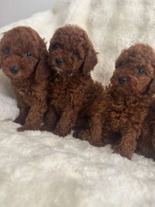 TOY POODLE DİŞİ VE ERKEK YAVRUMUZ