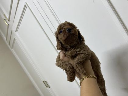 SEVECEN TATLI POODLE BEBİŞLER