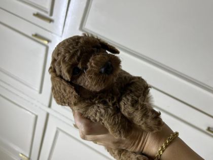 SEVECEN TATLI POODLE BEBİŞLER