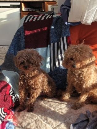 TOY POODLE YAVRULARIMIZ SAHİPLENDİRİLECEK