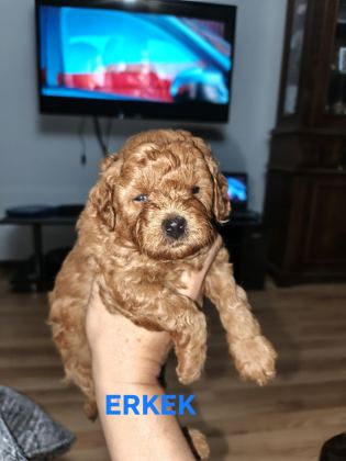 TOY POODLE YAVRULARIMIZ SAHİPLENDİRİLECEK