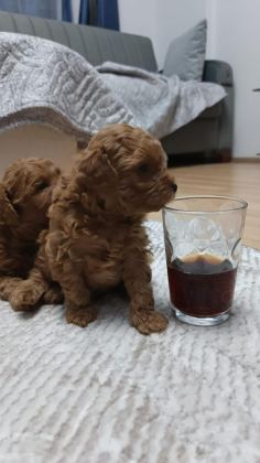 TOY POODLE YAVRULARIMIZ SAHİPLENDİRİLECEK