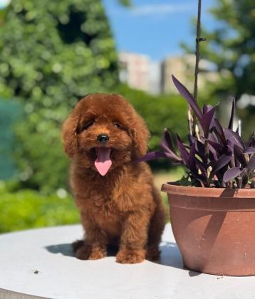 ORJİNAL TOY POODLE YAVRULARIMIZ