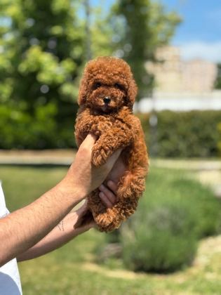 ORJİNAL TOY POODLE YAVRULARIMIZ