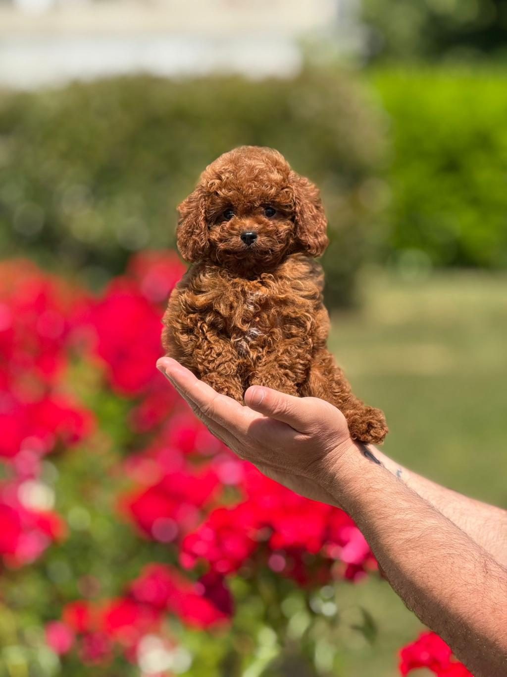 ORJİNAL TOY POODLE YAVRULARIMIZ