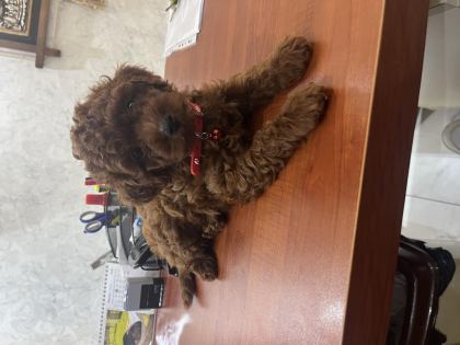 2 AYLIK ERKEK KOREKAN POODLE YAVRU