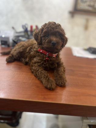2 AYLIK ERKEK KOREKAN POODLE YAVRU