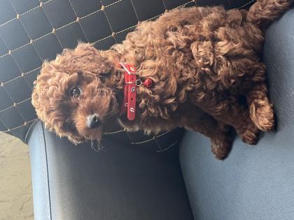 2 AYLIK ERKEK KOREKAN POODLE YAVRU