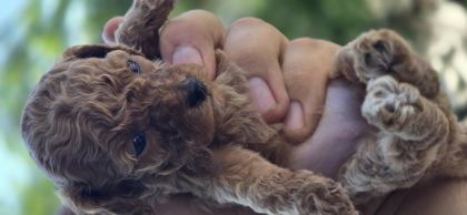 TEACUP POODLE AİLEDEN SAHİPLENDİRİLECEK BABA KORE