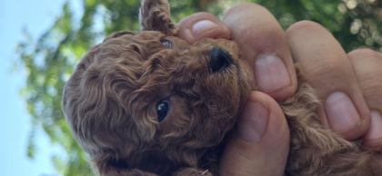 TEACUP POODLE AİLEDEN SAHİPLENDİRİLECEK BABA KORE