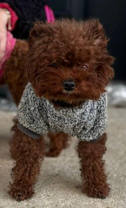 MİKRO BOY BEBEKLER VE 4 AYLIK DİŞİ DARKRED TOY POODLE