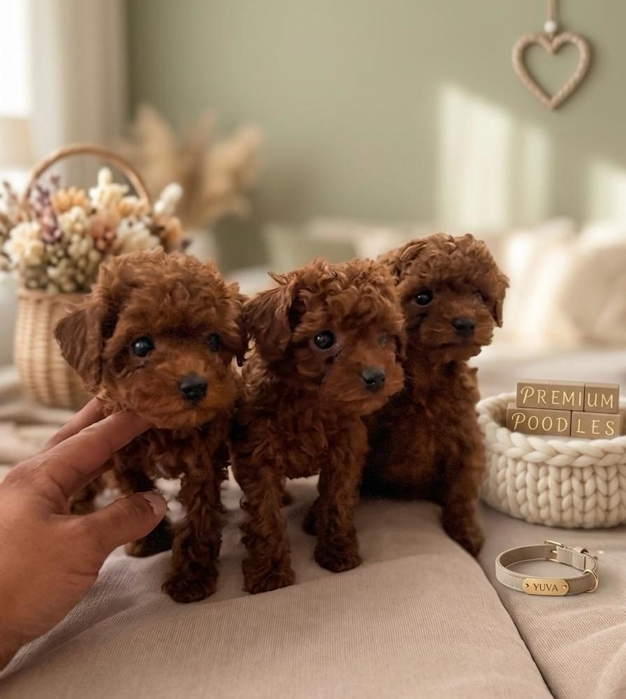 MİKRO BOY BEBEKLER VE 4 AYLIK DİŞİ DARKRED TOY POODLE