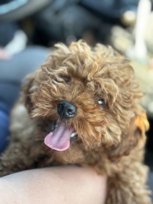 MİKRO BOY BEBEKLER VE 4 AYLIK DİŞİ DARKRED TOY POODLE