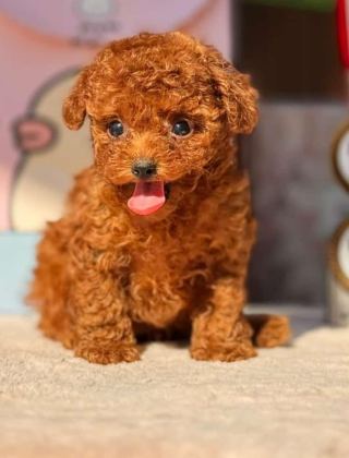 MUHTEŞEM GÜZELLİKTE KORE VE TOY POODLE YAVRULARIMIZ