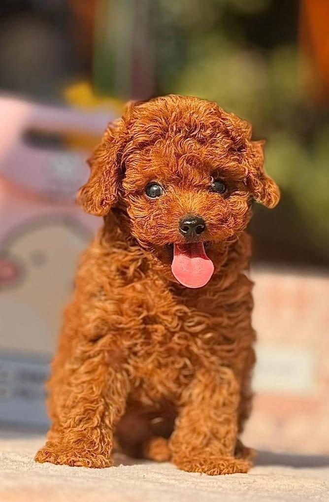 MUHTEŞEM GÜZELLİKTE KORE VE TOY POODLE YAVRULARIMIZ